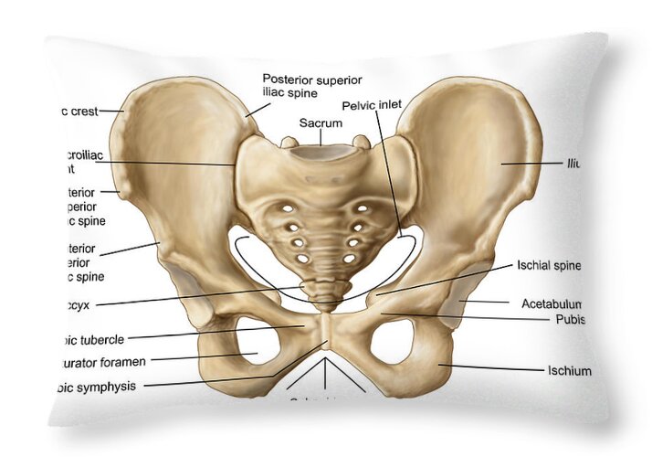Anatomy Of Human Pelvic Bone Throw Pillow by Stocktrek Images - 20 x 14 -  Pixels