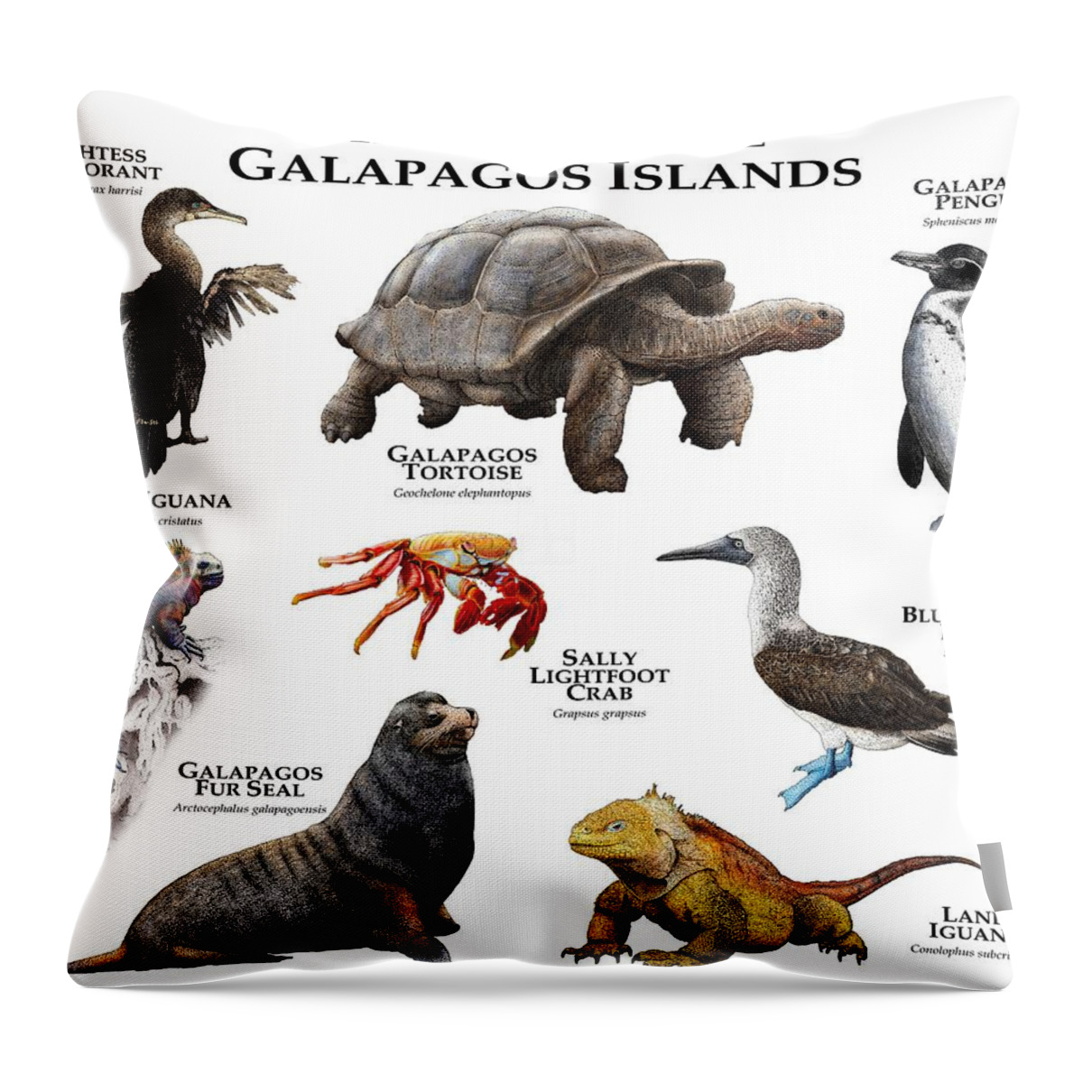 Animal Throw Pillow featuring the photograph Animals Of The Galapagos Islands by Roger Hall