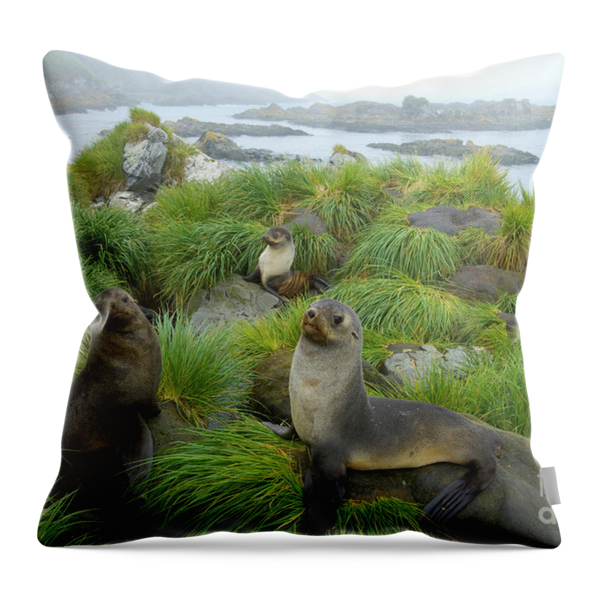 00345376 Throw Pillow featuring the photograph Three Antarctic Fur Seals by Yva Momatiuk John Eastcott