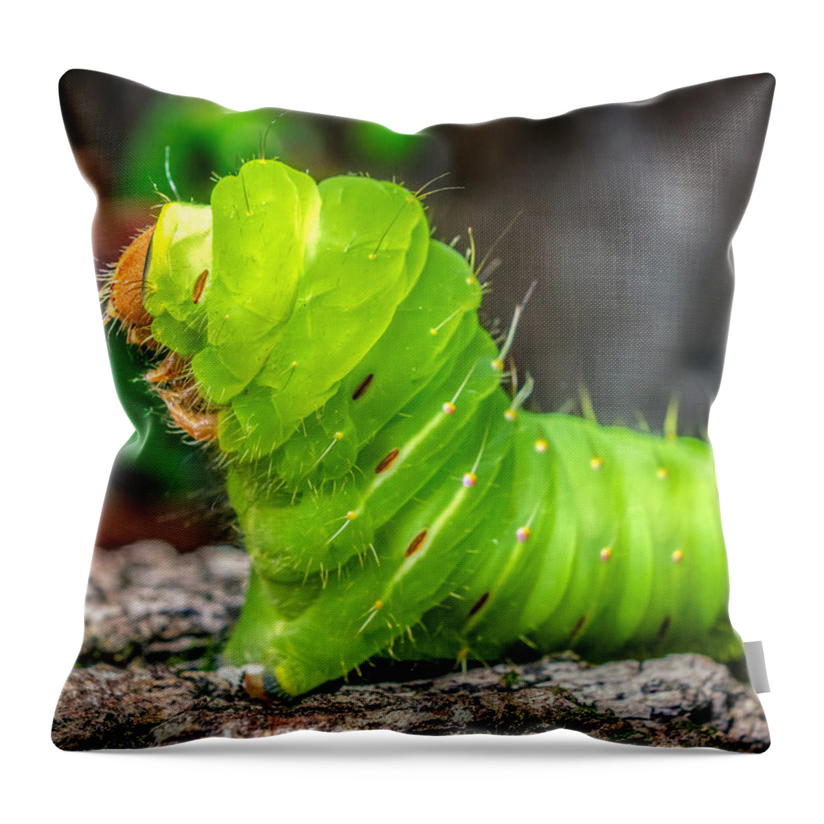 America Throw Pillow featuring the photograph Antheraea polyphemus by Traveler's Pics