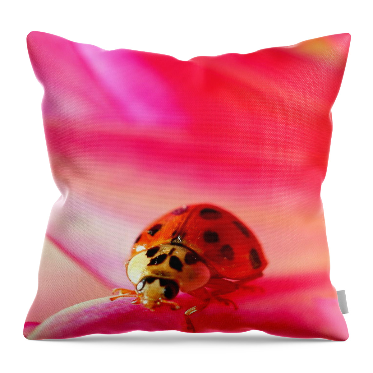Red Throw Pillow featuring the photograph Asian Lady Beetle 2 by Amanda Mohler