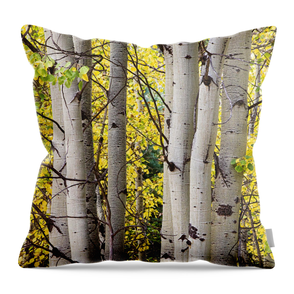 Aspen Throw Pillow featuring the photograph Aspen Trees in Autumn Color Portrait View by James BO Insogna