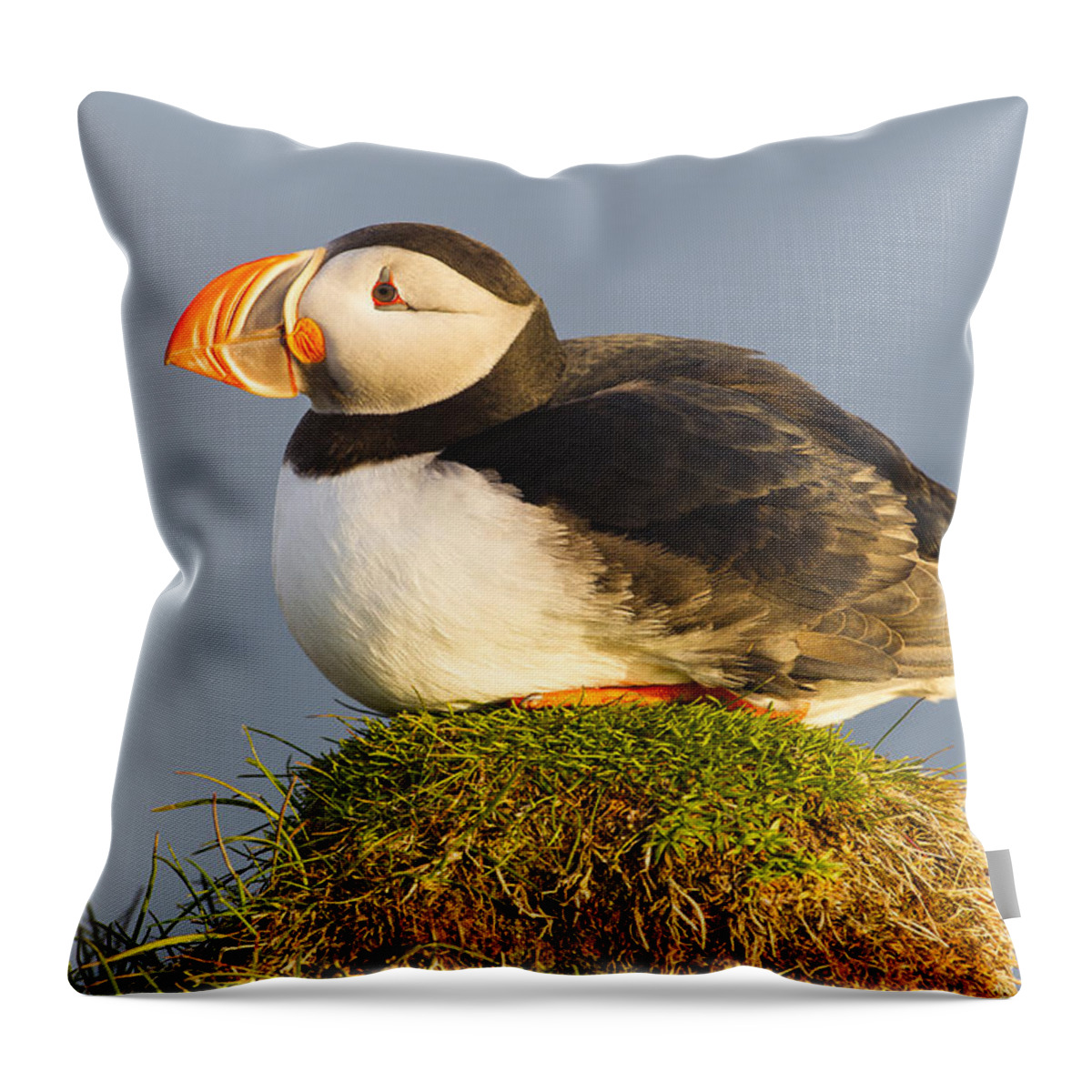 Nis Throw Pillow featuring the photograph Atlantic Puffin Iceland by Peer von Wahl