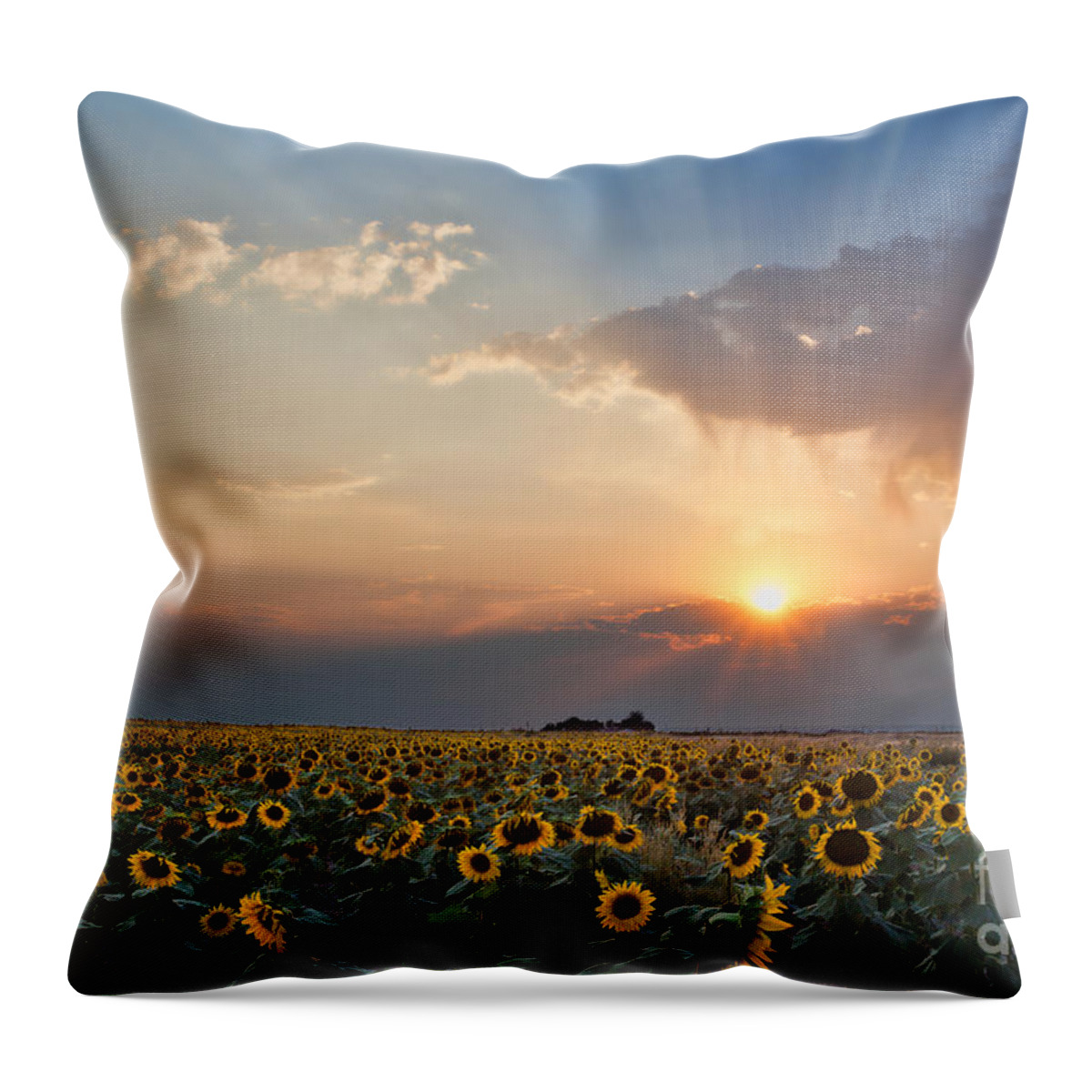 Flowers Throw Pillow featuring the photograph August Dreams by Jim Garrison