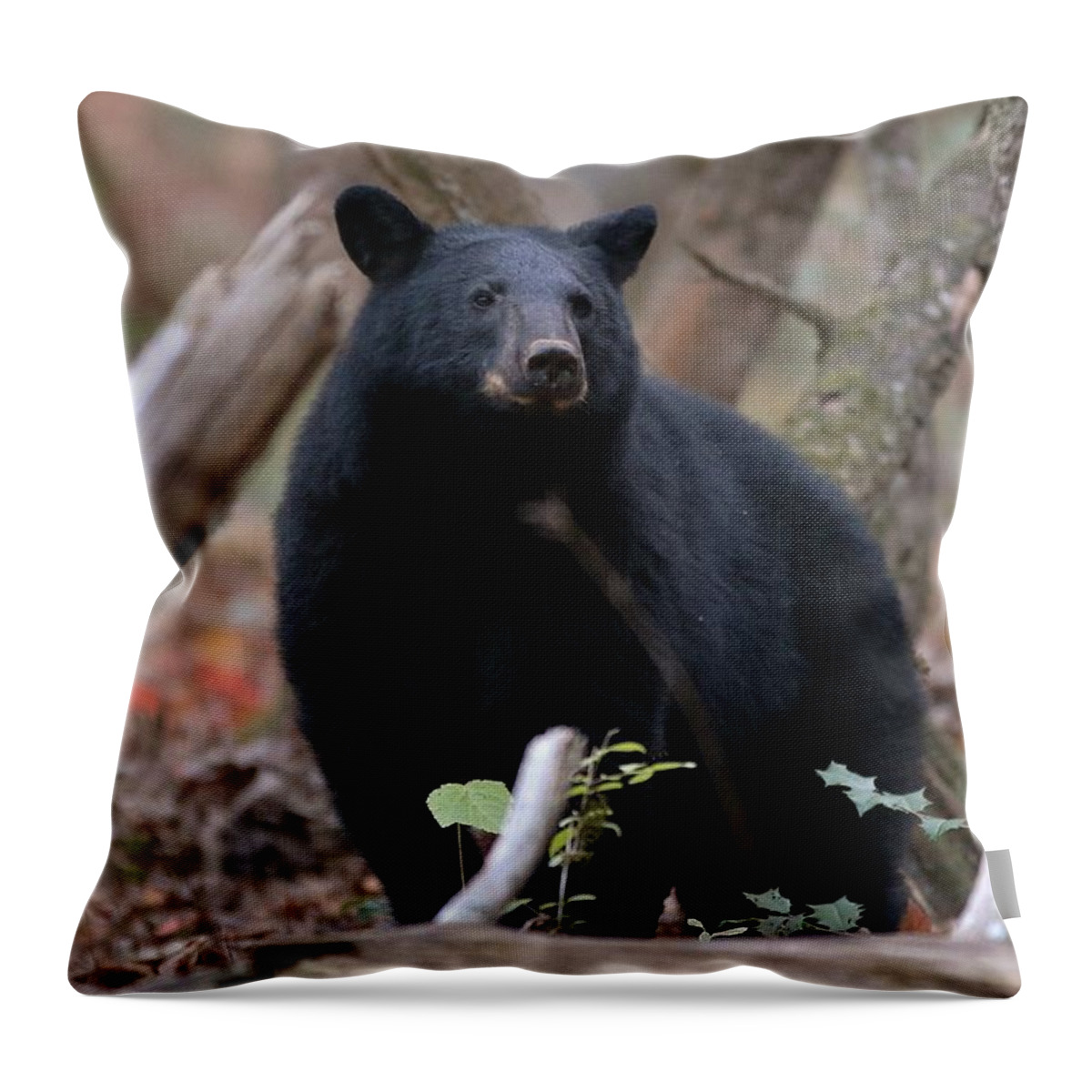 Autumn Bear Throw Pillow For Sale By Paul Golder