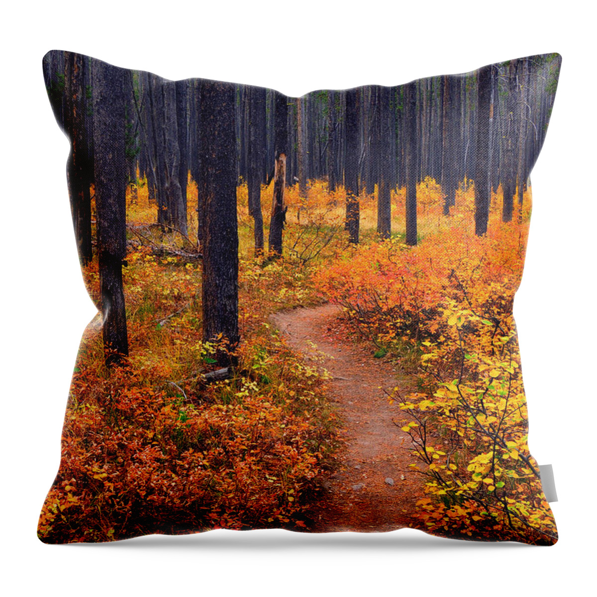 Yellowstone Throw Pillow featuring the photograph Autumn in Yellowstone by Raymond Salani III