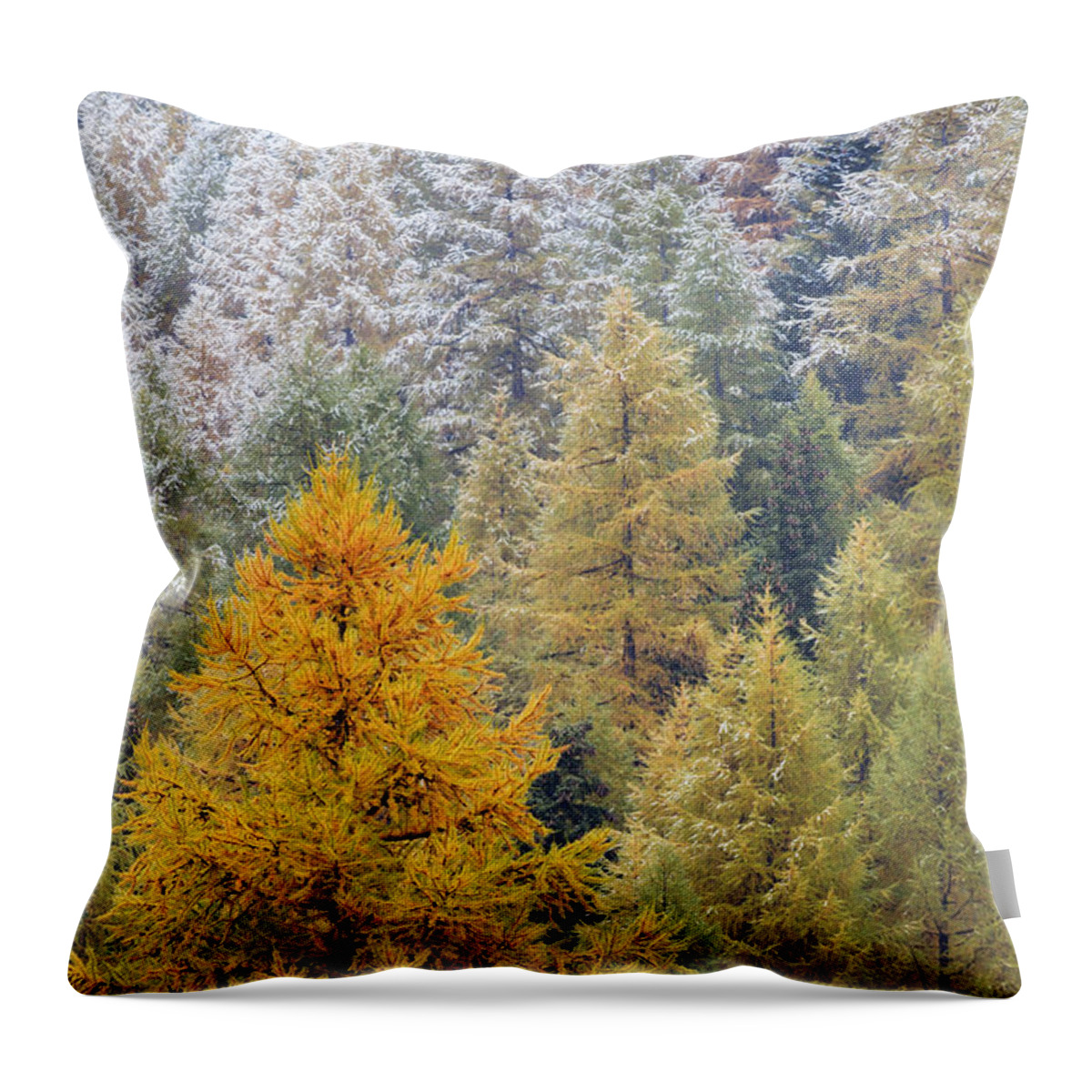 Heike Odermatt Throw Pillow featuring the photograph Autumn Larch Forest, Alps Switzerland by Heike Odermatt