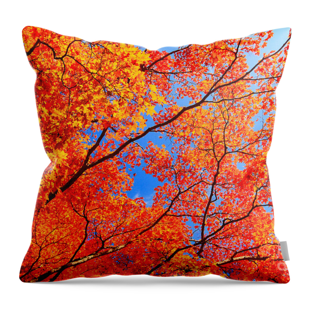 Autumn Throw Pillow featuring the photograph Autumn Leaves and Blue Sky by Beverly Claire Kaiya