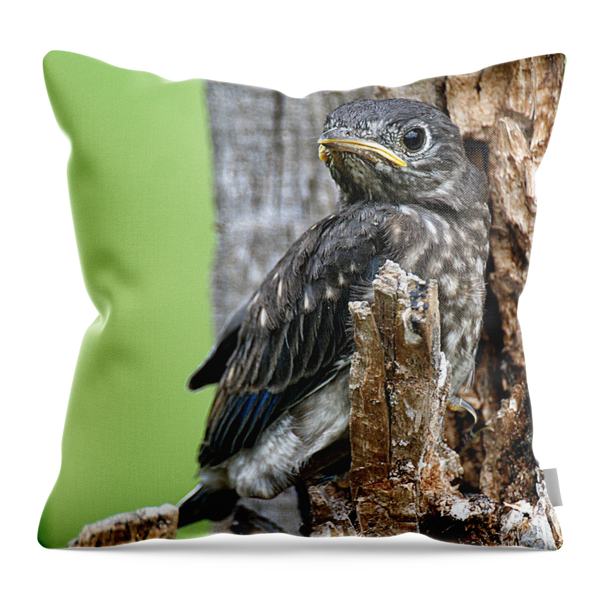 Animal Throw Pillow featuring the photograph Baby Bluebird by William Selander