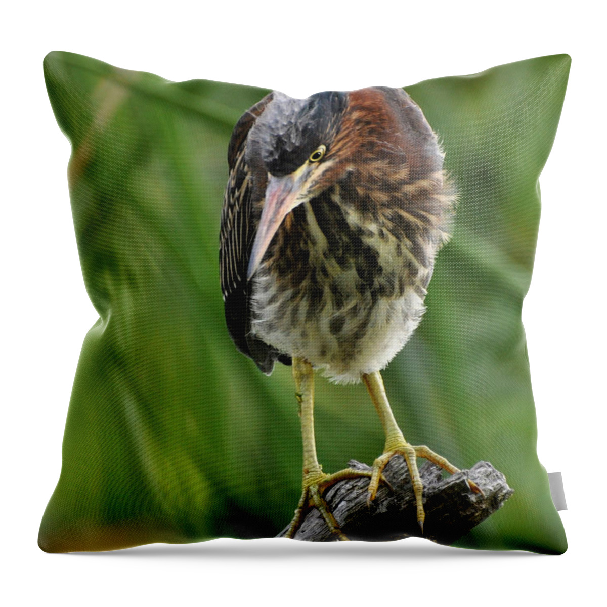 Heron Throw Pillow featuring the photograph Baby Greenbacked Heron by Kathy Baccari