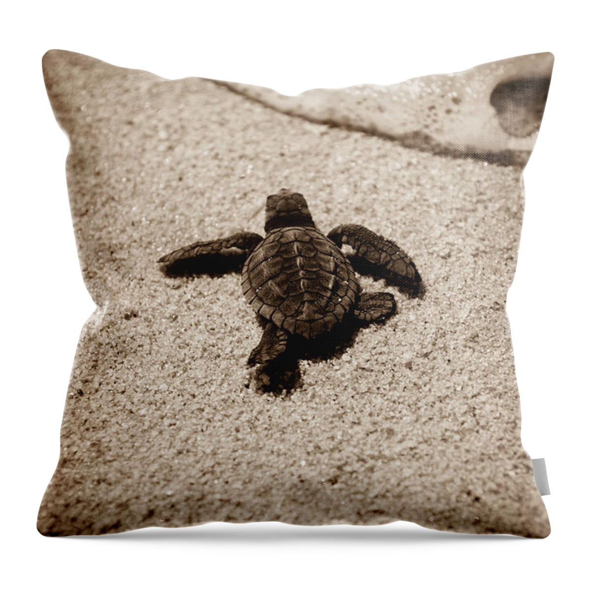 Baby Loggerhead Throw Pillow featuring the photograph Baby Sea Turtle by Sebastian Musial