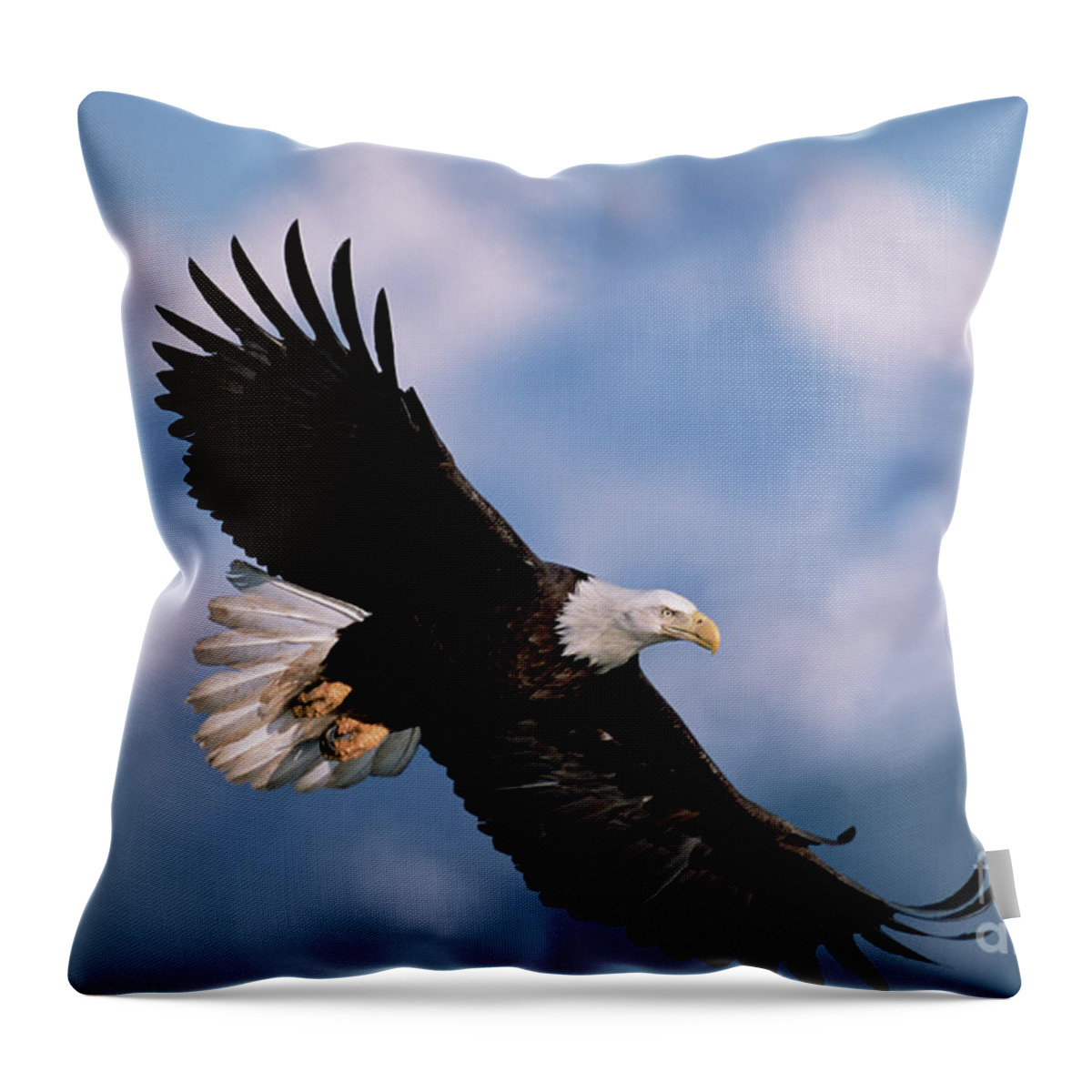 00343849 Throw Pillow featuring the photograph Bald Eagle Flying, Kachemak Bay by Yva Momatiuk John Eastcott