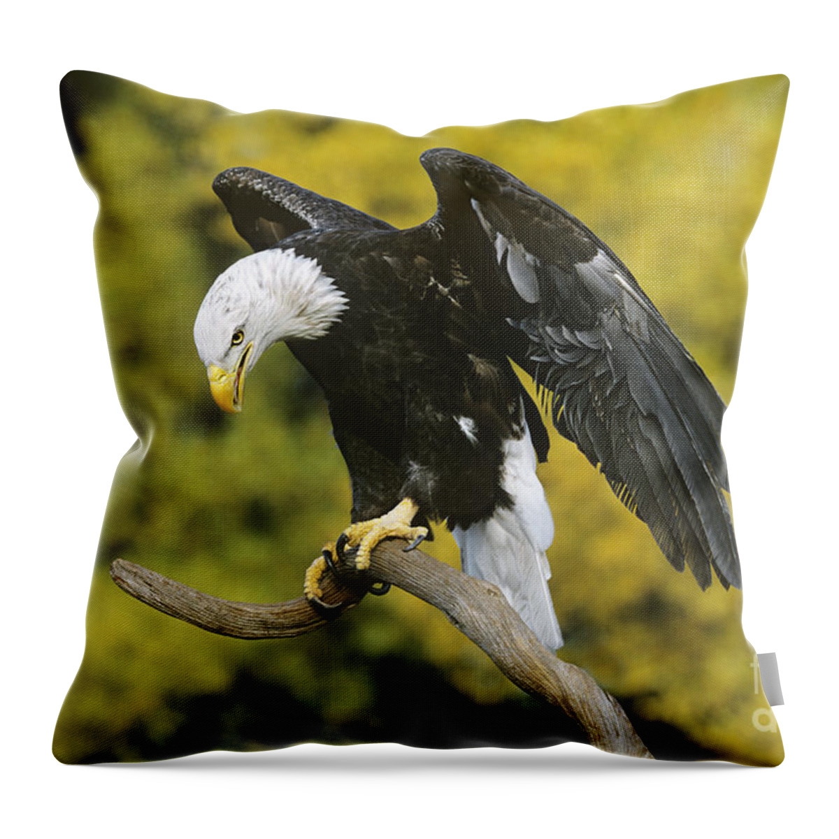North America Wildlife Throw Pillow featuring the photograph Bald Eagle in Perch Wildlife Rescue by Dave Welling
