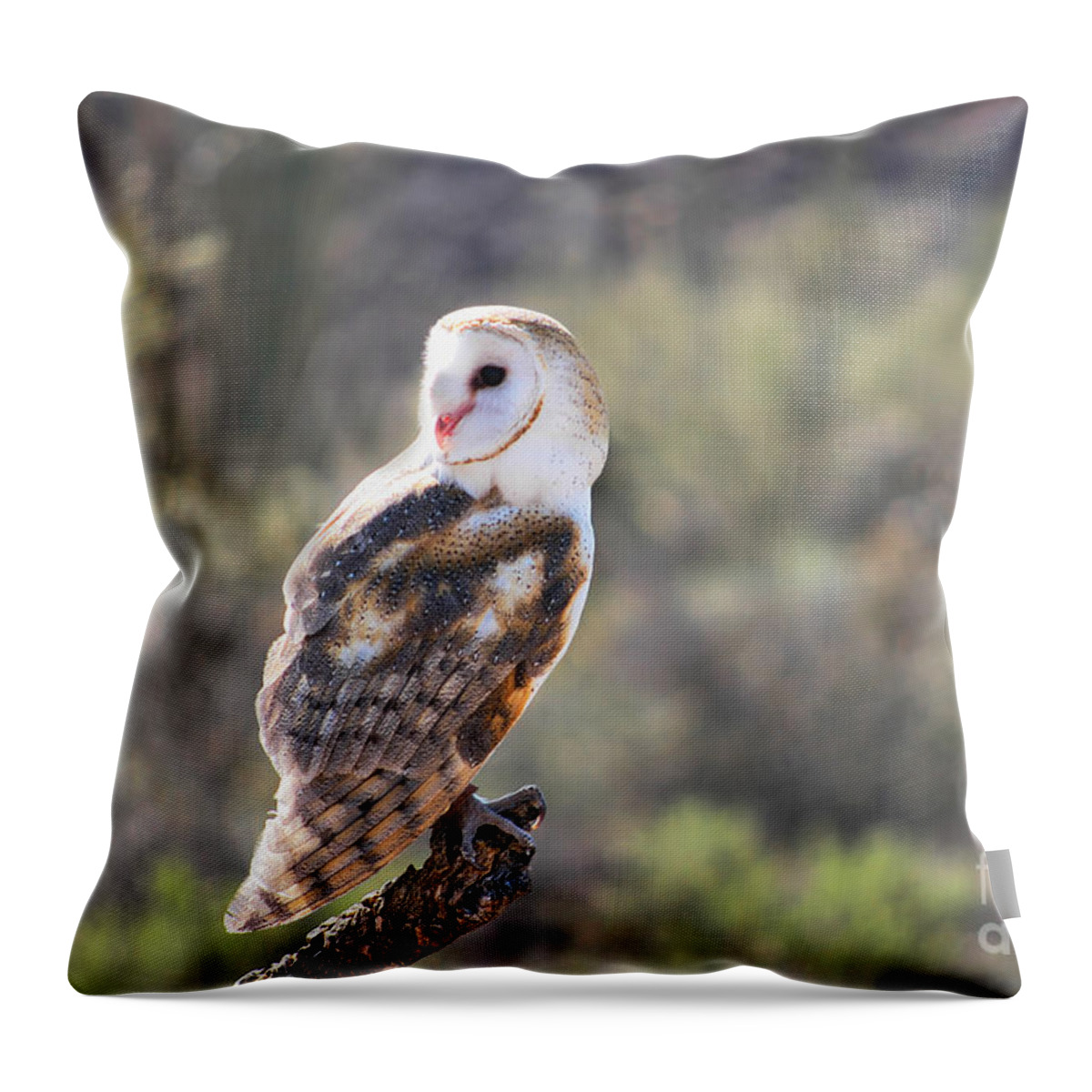 Owl Throw Pillow featuring the photograph Barn Owl 1 by Al Andersen
