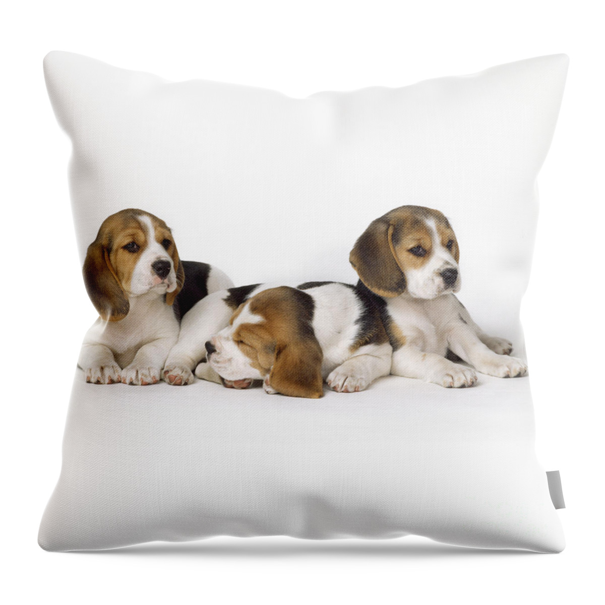 Beagle Throw Pillow featuring the photograph Beagle Puppies, Row Of Three, Second by John Daniels