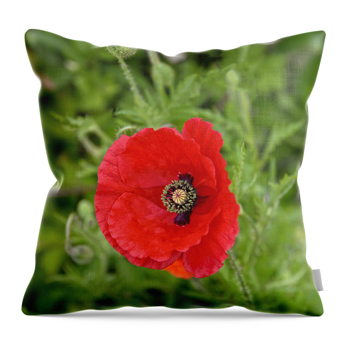 Poppy Throw Pillow featuring the photograph Beautiful Red Poppy Papaver rhoeas by Marianne Campolongo