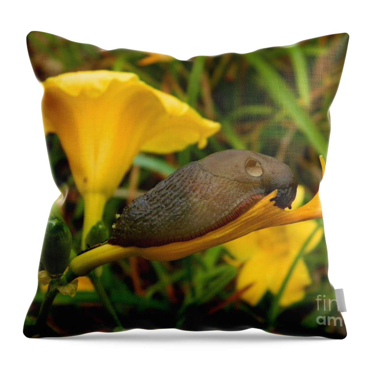 Slug Throw Pillow featuring the photograph Beautiful Slug by Gallery Of Hope 