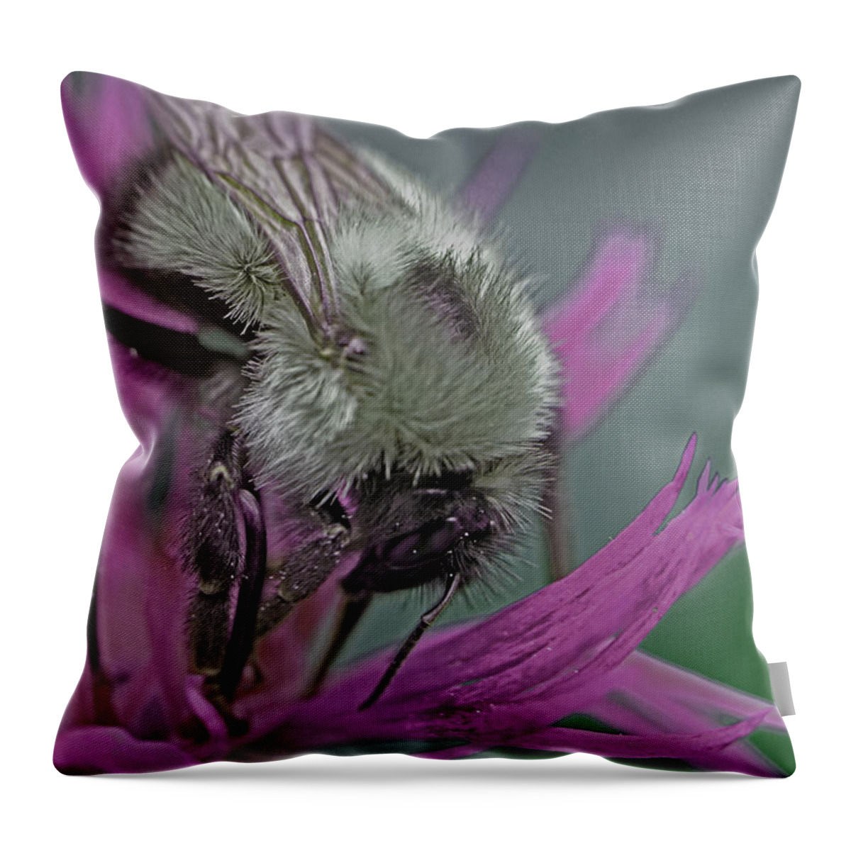 Insects Throw Pillow featuring the photograph Bee Calm by Jennifer Robin