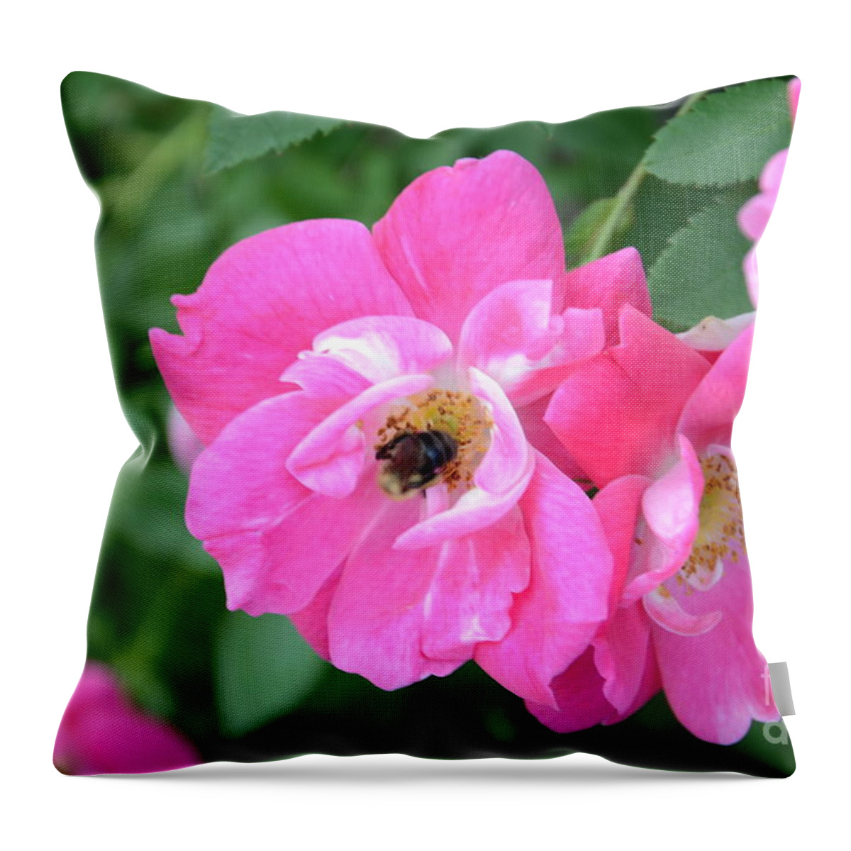 Bee Throw Pillow featuring the photograph Bee Rosy by Laurel Best