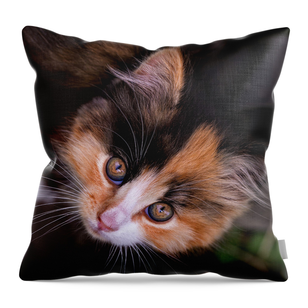 Cat Throw Pillow featuring the photograph Cute Kitty by Jurgen Lorenzen