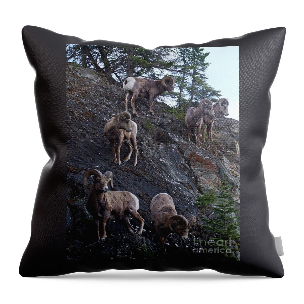 Bighorn Sheep Throw Pillow featuring the photograph Bighorn Sheep - Rocky Mountains by Phil Banks