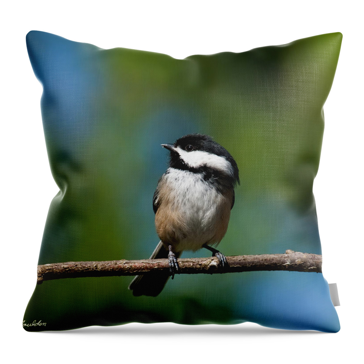 Animal Throw Pillow featuring the photograph Black Capped Chickadee Perched on a Branch by Jeff Goulden