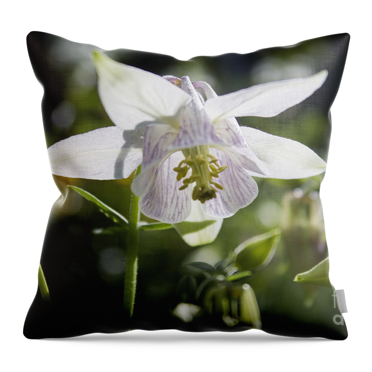 Columbine Throw Pillow featuring the photograph Blooming Columbine by Brad Marzolf Photography