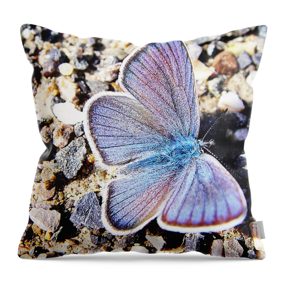 Butterfly Throw Pillow featuring the photograph Blue butterfly on gravel by Karin Ravasio