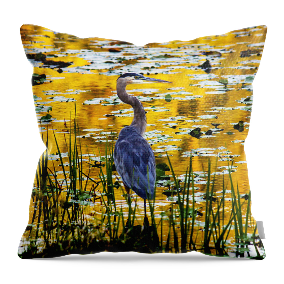 Blue Heron Throw Pillow featuring the photograph Blue Heron In A Golden Pond by Marina Kojukhova
