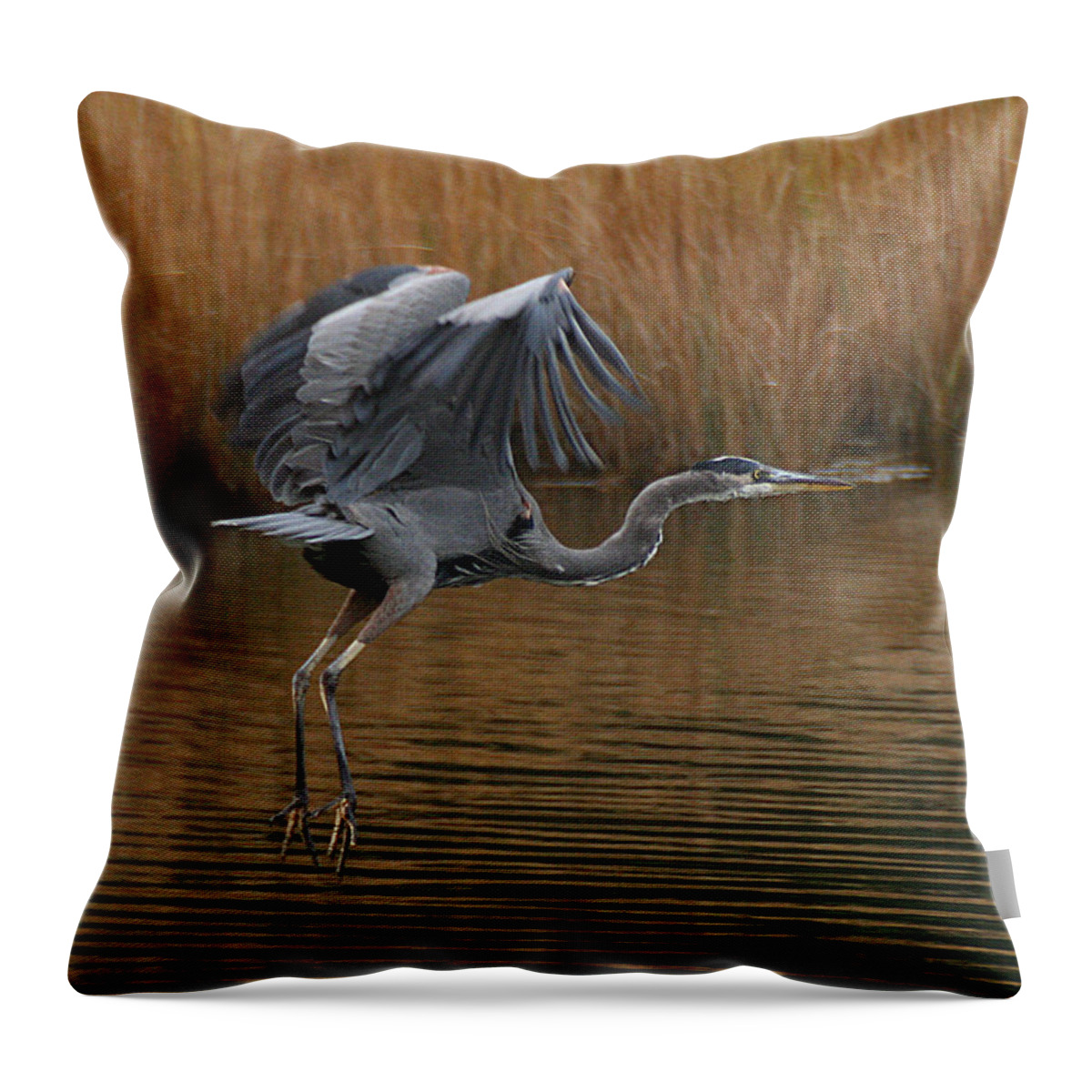 Wildlife Throw Pillow featuring the photograph Blue Heron Takes Flight by William Selander