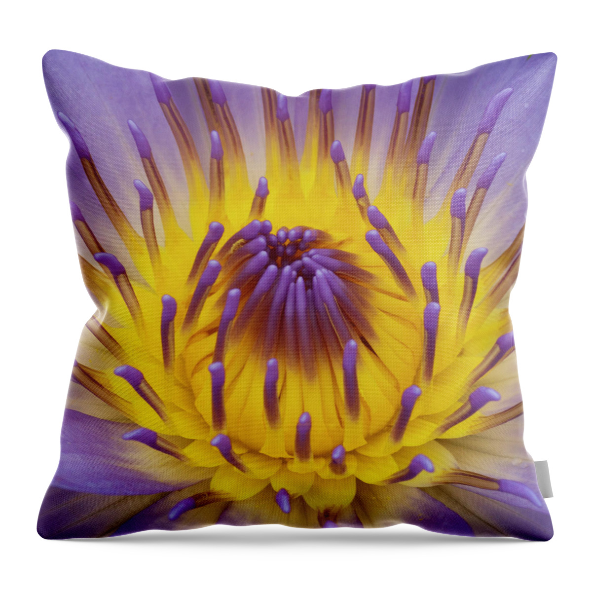 Water Lily Throw Pillow featuring the photograph Blue Water Lily by Heiko Koehrer-Wagner