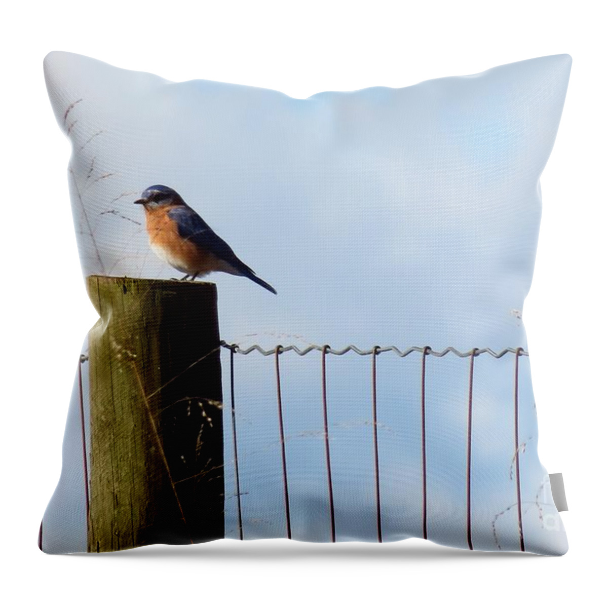 Bluebird Throw Pillow featuring the photograph Bluebird on a Fence post II by Anita Adams