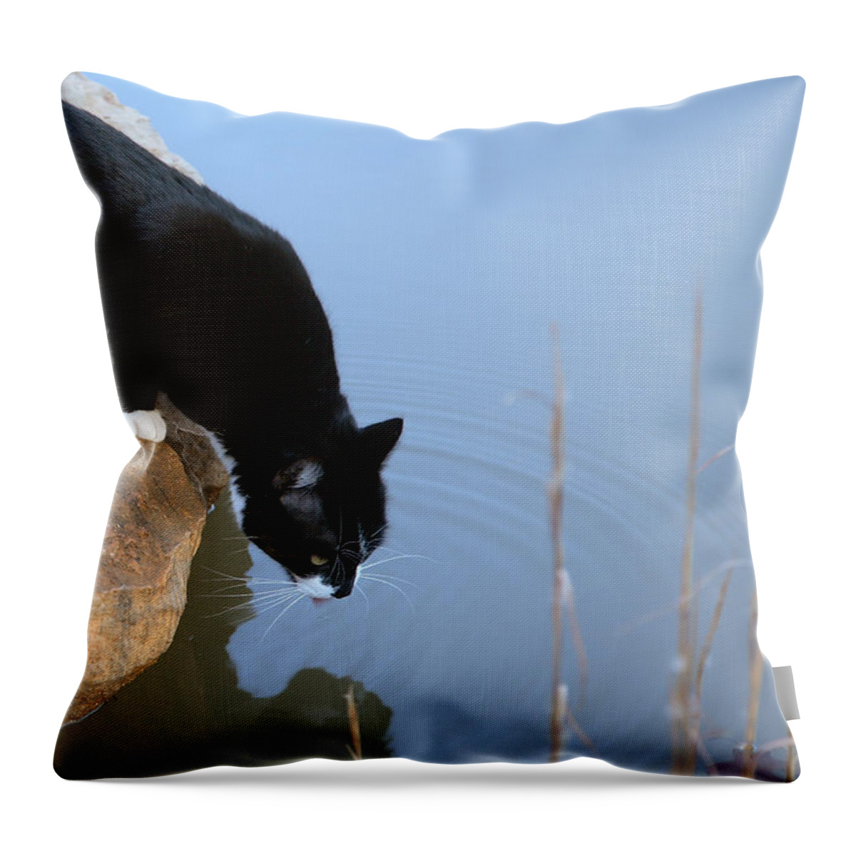 Cat Throw Pillow featuring the photograph Boat Drinking from Pond by Michael Dougherty