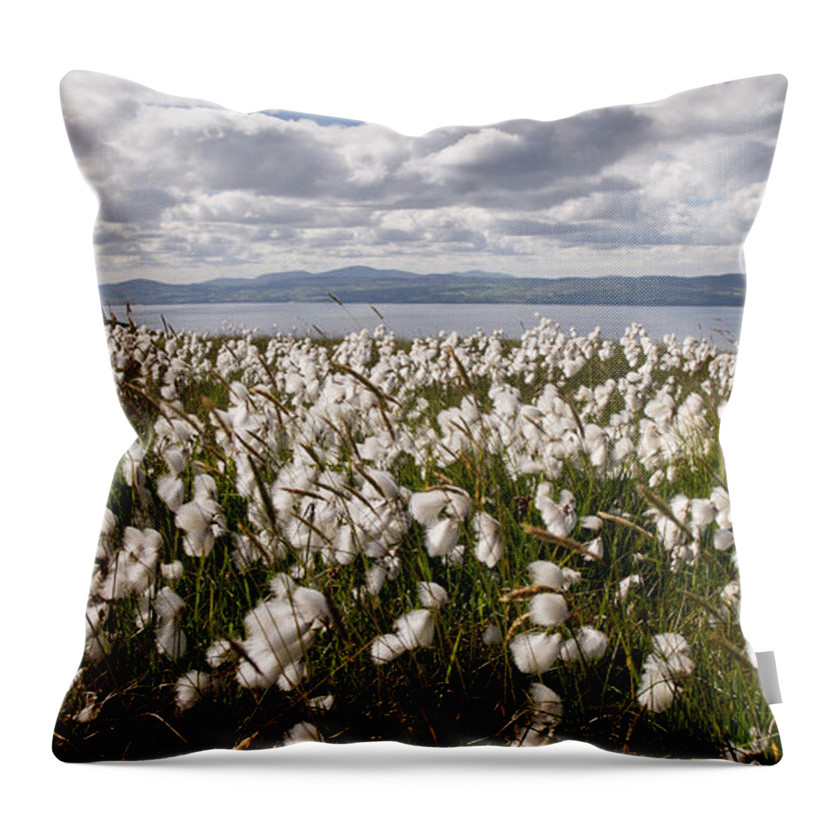 Binevenagh Throw Pillow featuring the photograph Bog Cotton on Binevenagh by Nigel R Bell