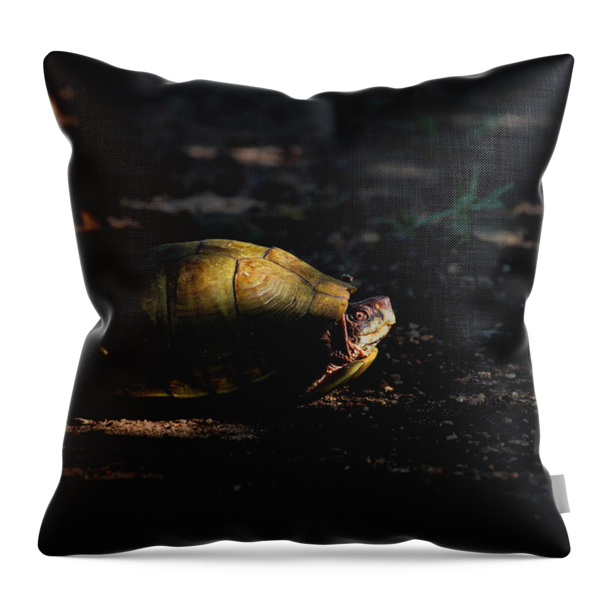 Box Turtle Throw Pillow featuring the photograph Box Turtle at Sunrise on Old Erbie Road by Michael Dougherty