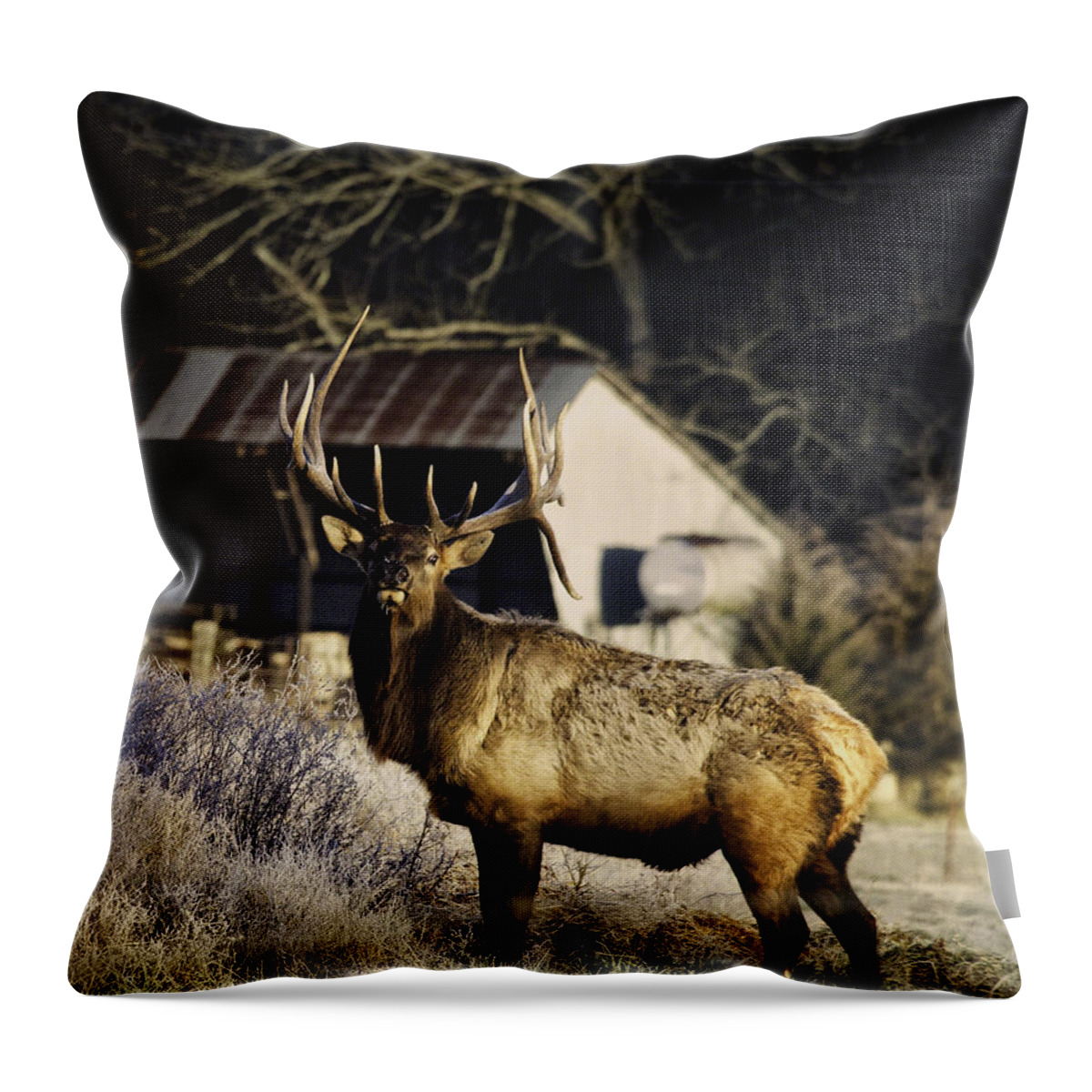 Bull Elk Throw Pillow featuring the photograph Boxley Stud Post-Rut by Michael Dougherty