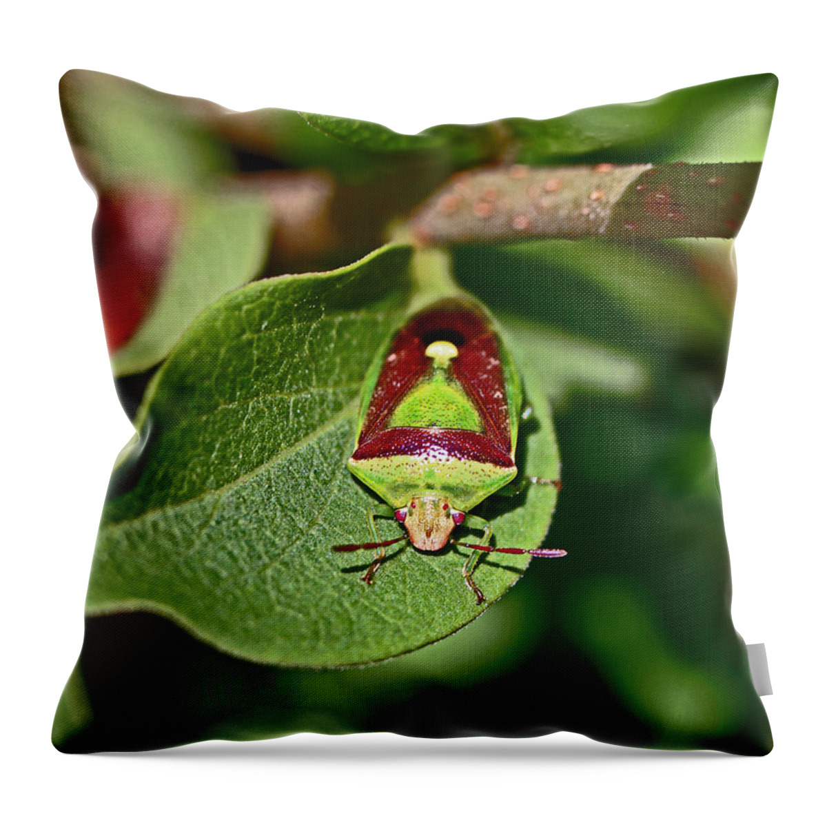 Insects Throw Pillow featuring the photograph Martini Glass by Jennifer Robin