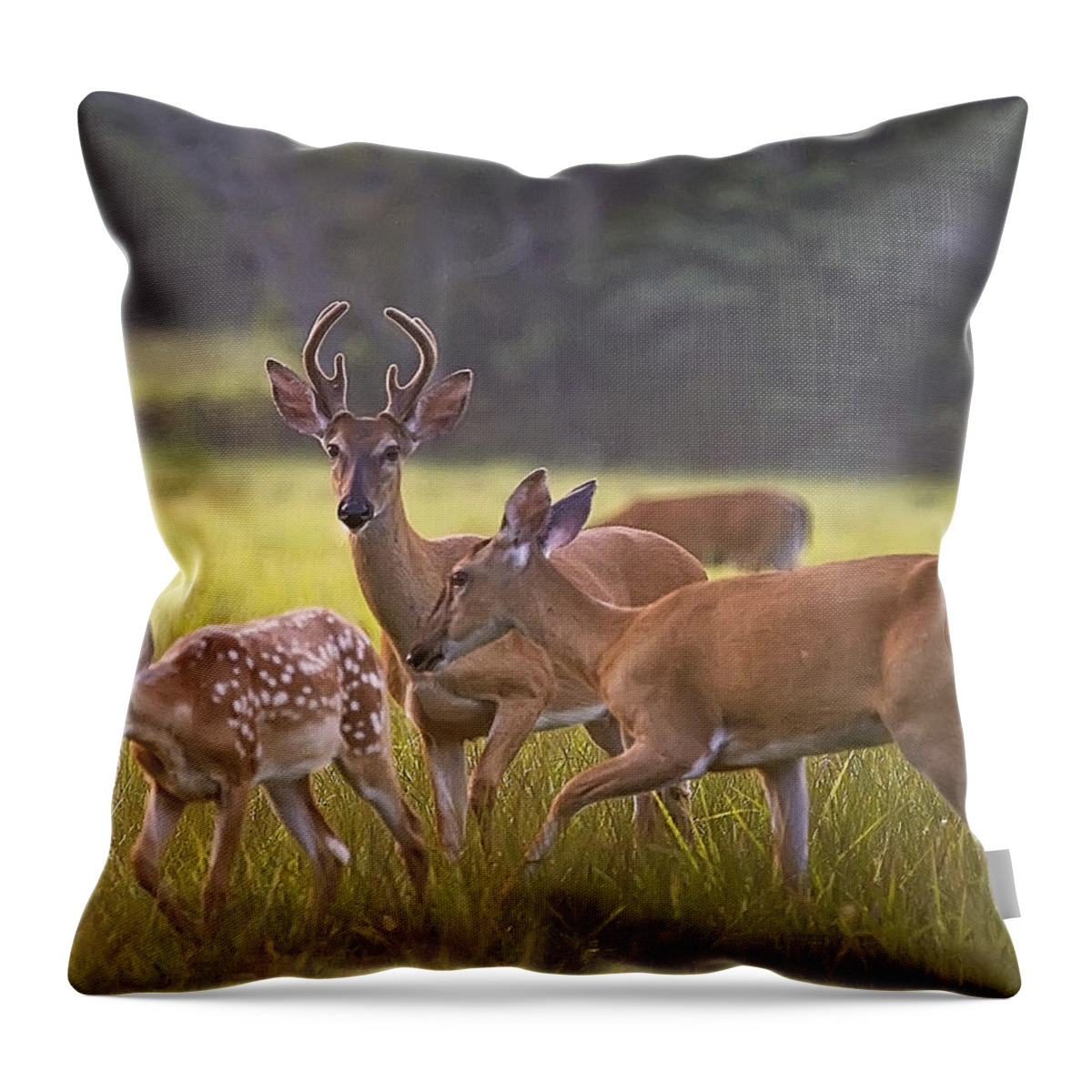 White Tail Deer Throw Pillow featuring the photograph Buck and Doe and Fawn at Sunset by Michael Dougherty