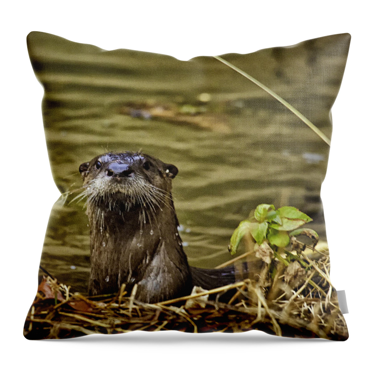 Otter Throw Pillow featuring the photograph Buffalo National River Otter by Michael Dougherty