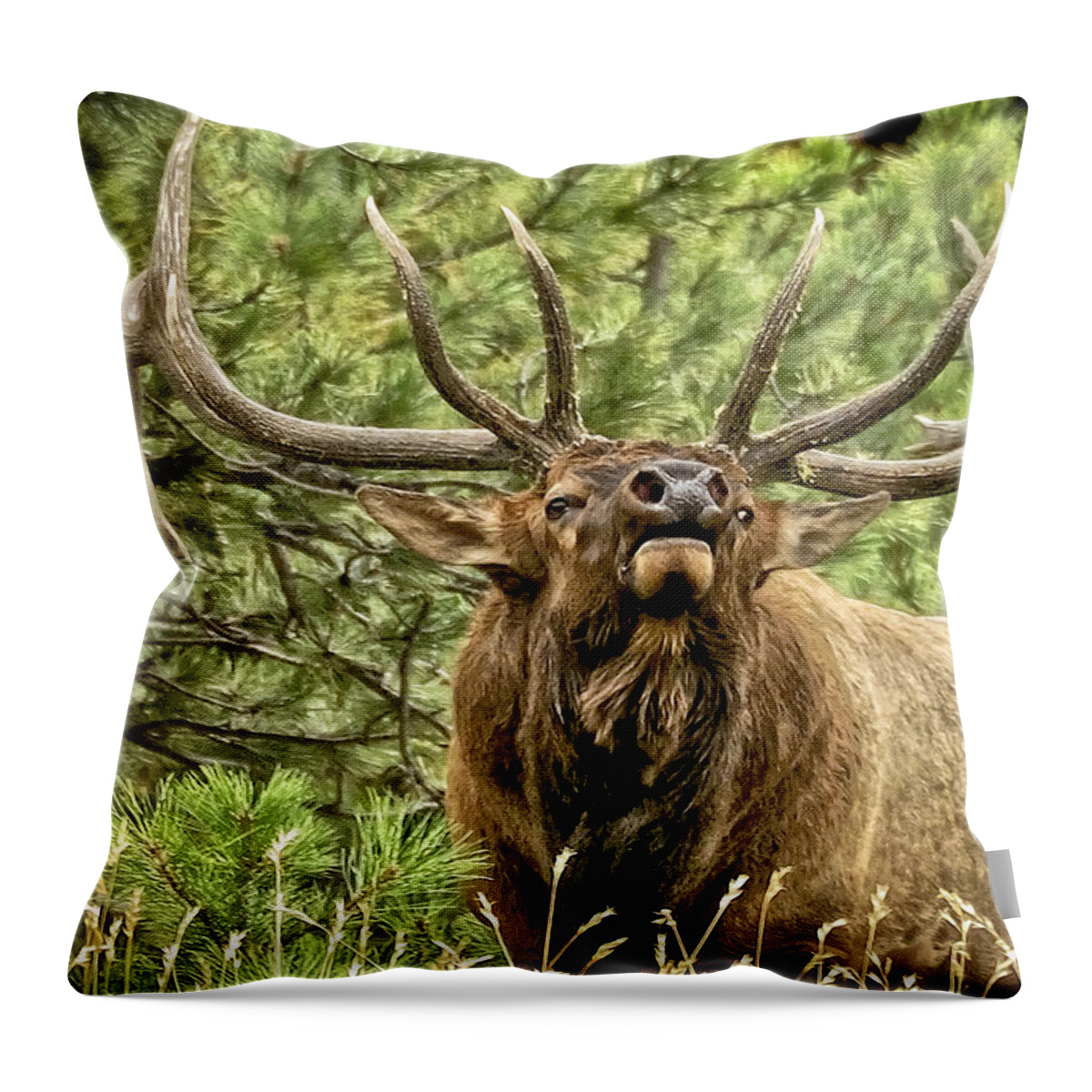 Bull Elk Throw Pillow featuring the photograph Bugling Bull Elk II by Ron White