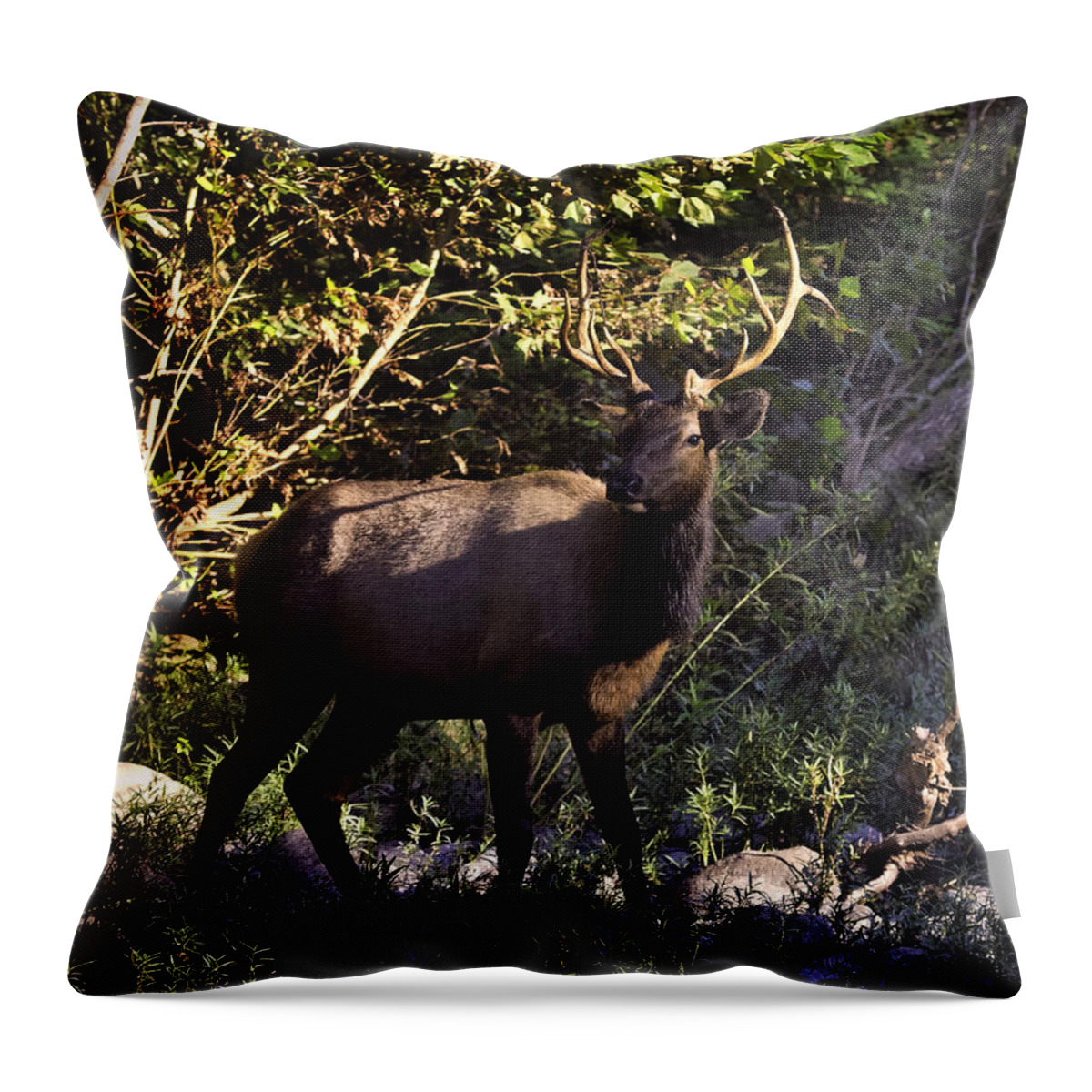 Bull Elk Throw Pillow featuring the photograph Bull Elk Crossing the Hailstone by Michael Dougherty