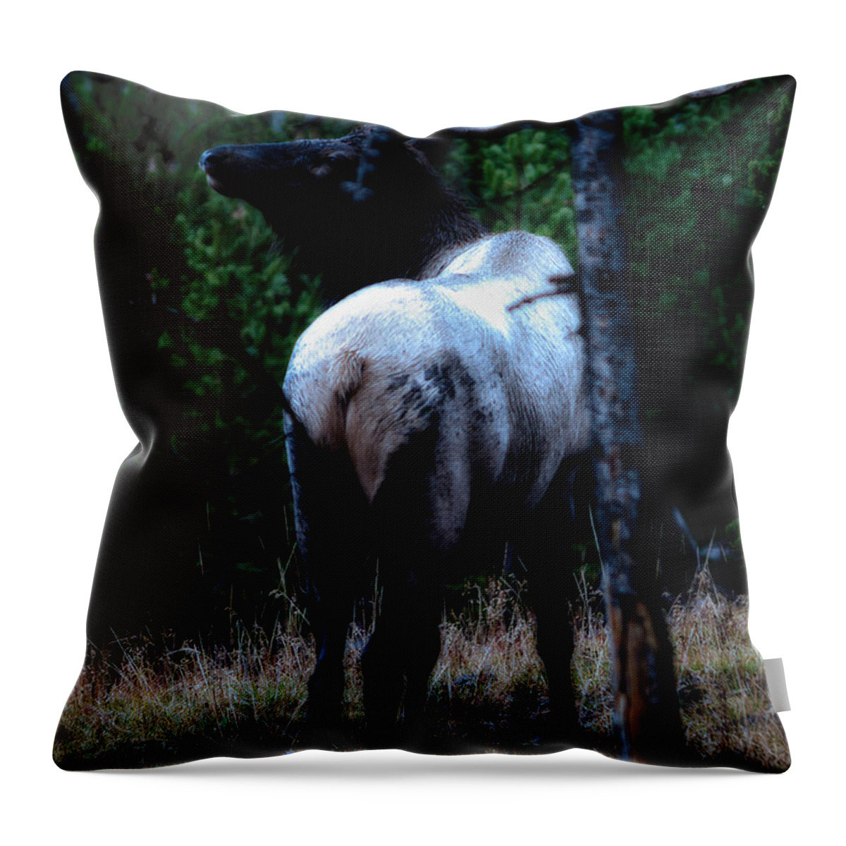 Wyoming Throw Pillow featuring the photograph Bull Elk in Moonlight by Lars Lentz