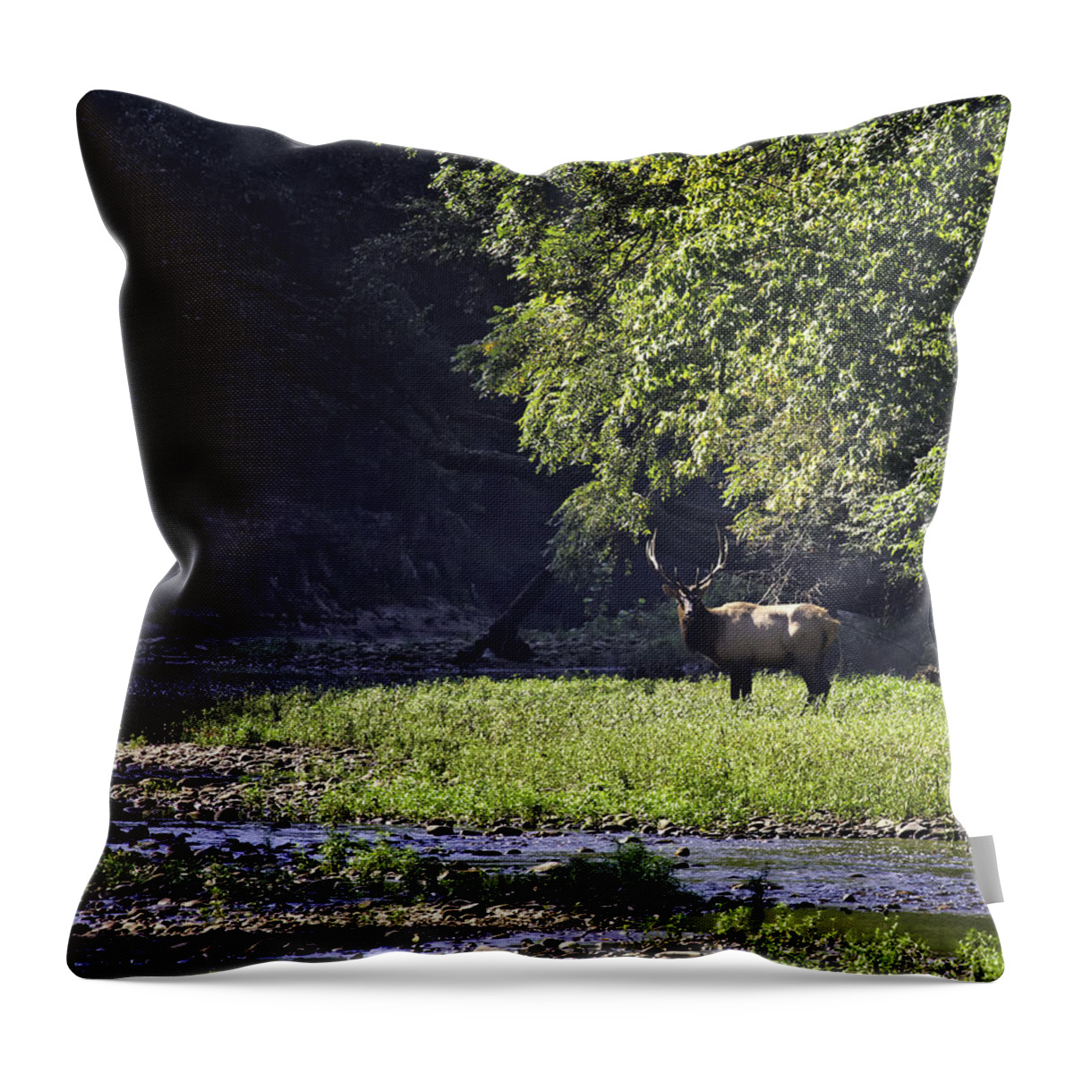 Bull Elk Throw Pillow featuring the photograph Bull Elk Near Ponca Access by Michael Dougherty