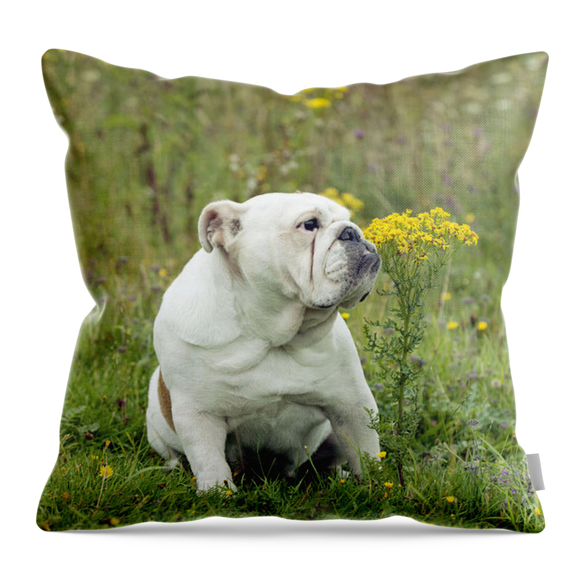 Dog Throw Pillow featuring the photograph Bulldog With Flowers by John Daniels