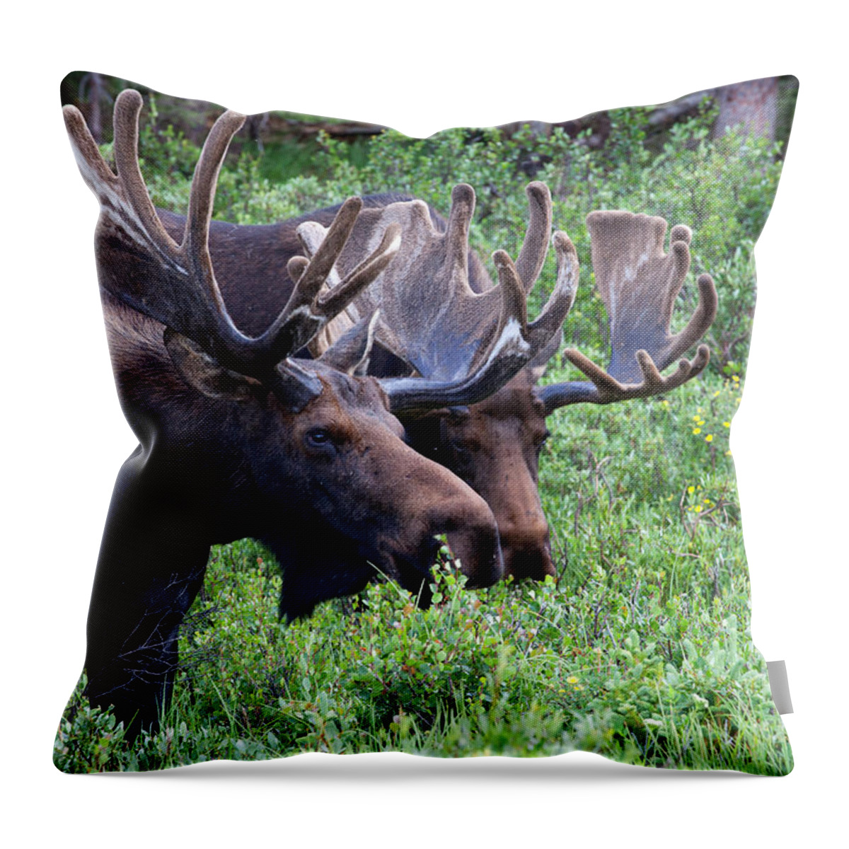 Moose; Moose Photograph Throw Pillow featuring the photograph Bulls of the Woods by Jim Garrison