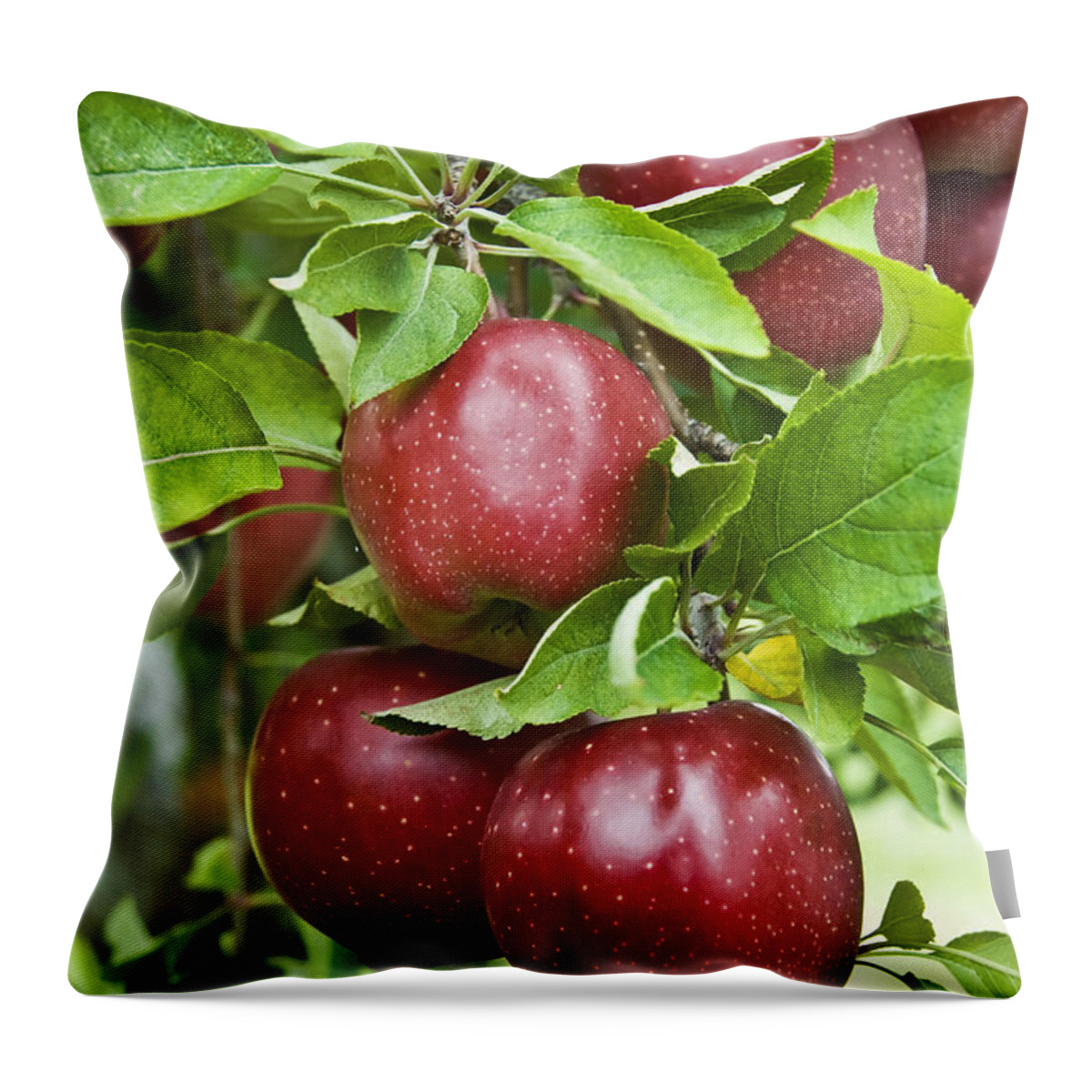 Apple Throw Pillow featuring the photograph Bunch of Red Apples by Anthony Sacco
