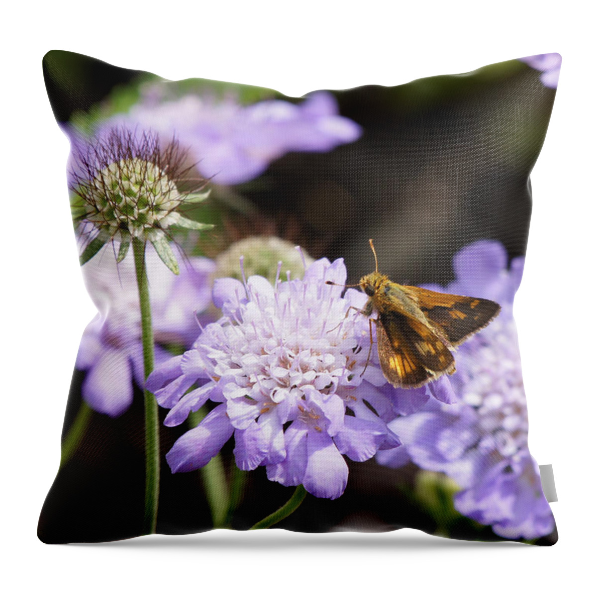 Peck's Skipper Throw Pillow featuring the photograph Butterfly and Pincushion Flowers by Robert E Alter Reflections of Infinity