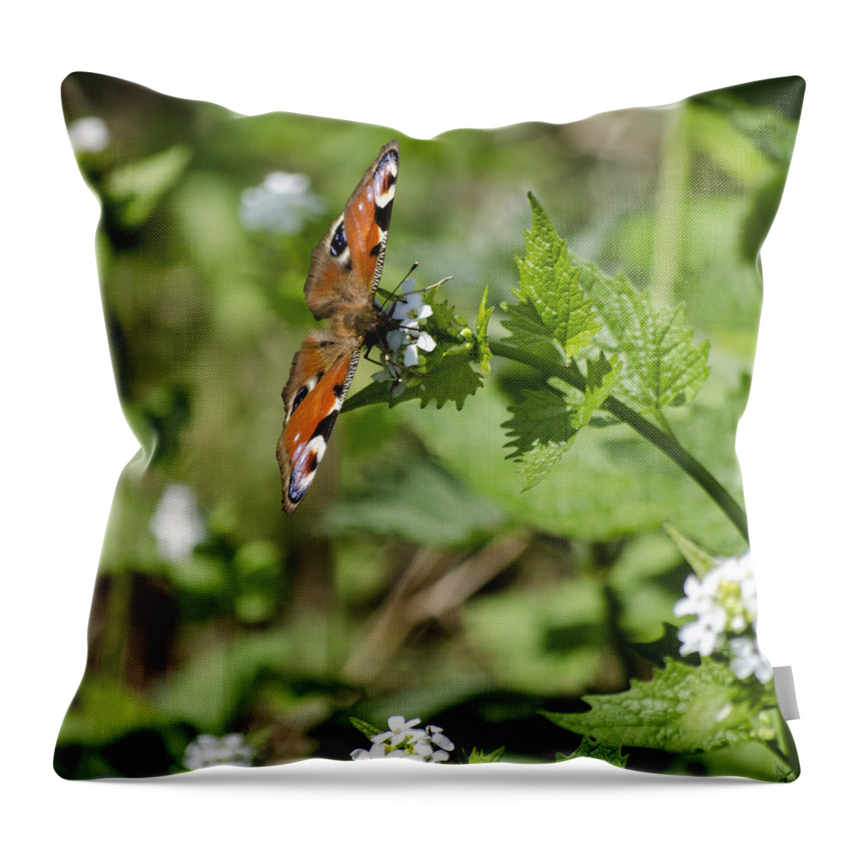 Butterfly Throw Pillow featuring the photograph Butterfly by Spikey Mouse Photography