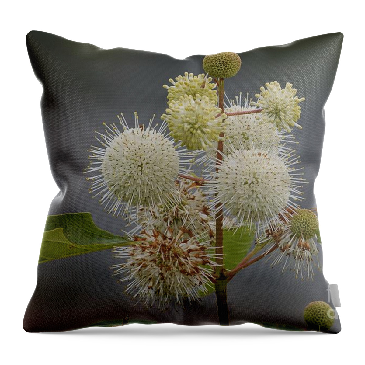 White Flowers Throw Pillow featuring the photograph Buttonbush by Randy Bodkins