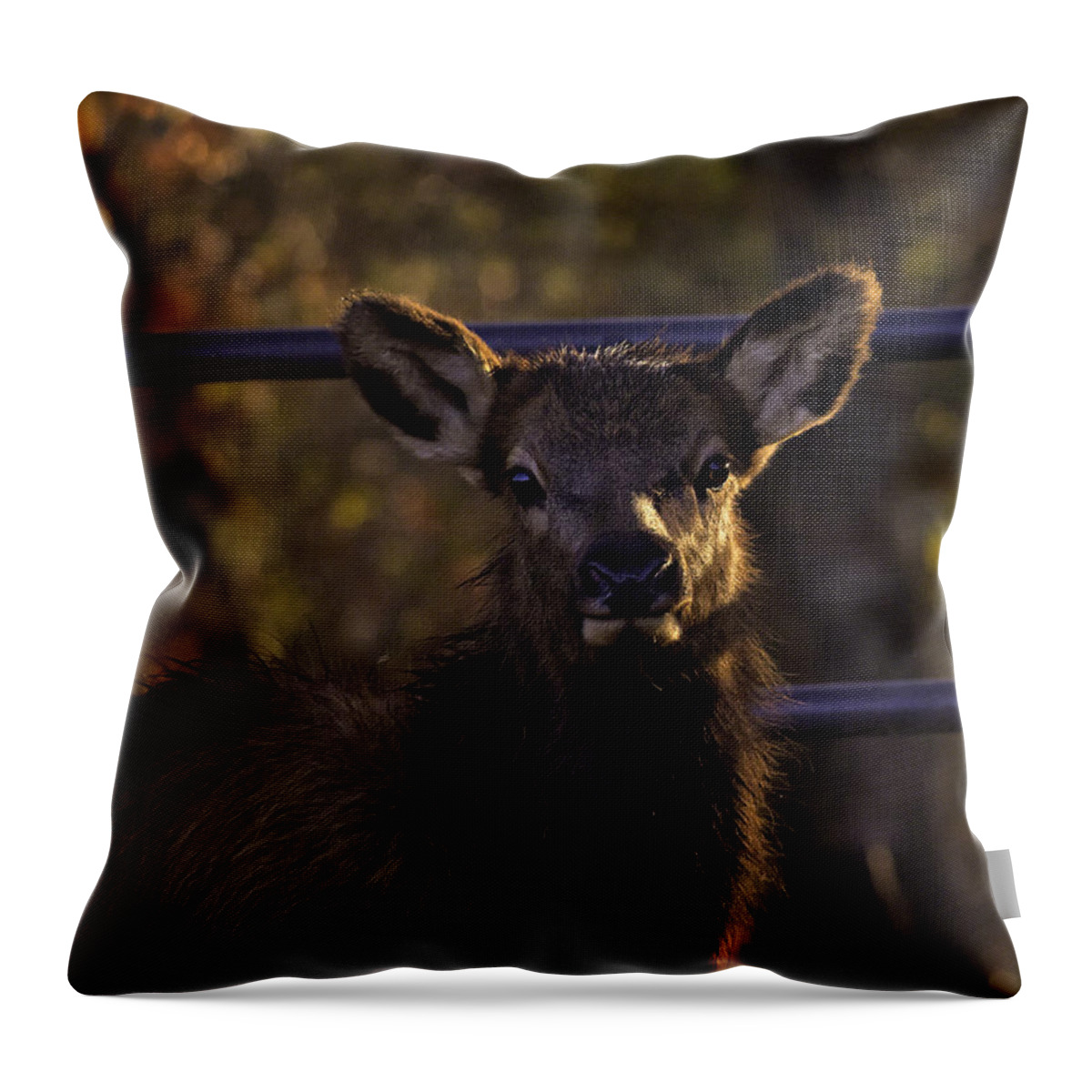 Elk Calf Throw Pillow featuring the photograph Calf Elk by Gate at Sunrise by Michael Dougherty